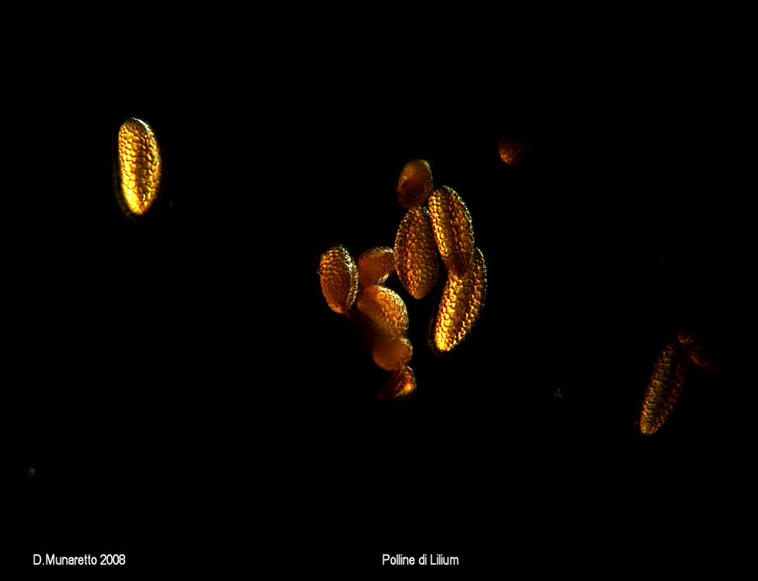 Polline di Lilium in Campo Oscuro